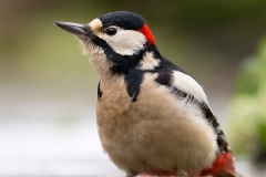 Grote-Bonte-Specht-03_Great-Spotted-Woodpecker_Dendrocopos-major_BZ4T4629