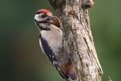 Grote-Bonte-Specht-06_Great-Spotted-Woodpecker_Dendrocopos-major_BZ4T6920