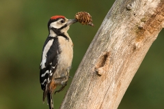 Grote-Bonte-Specht-07_Great-Spotted-Woodpecker_Dendrocopos-major_BZ4T6924