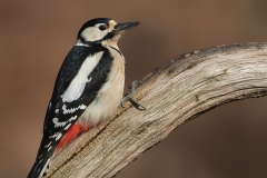 Grote-Bonte-Specht-22_Great-Spotted-Woodpecker_Dendrocopos-major_11I2386
