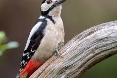 Grote-Bonte-Specht-23_Great-Spotted-Woodpecker_Dendrocopos-major_11I3169