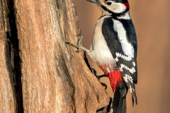 Grote-Bonte-Specht-26_Great-Spotted-Woodpecker_Dendrocopos-major_11I4920