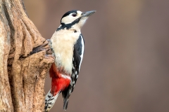 Grote-Bonte-Specht-27_Great-Spotted-Woodpecker_Dendrocopos-major_11I4969
