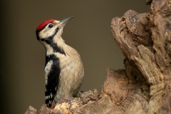 Grote-Bonte-Specht-29_Great-Spotted-Woodpecker_Dendrocopos-major_11I7933