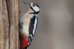 Grote-Bonte-Specht-31_Great-Spotted-Woodpecker_Dendrocopos-major_11I8693