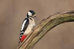 Grote-Bonte-Specht-32_Great-Spotted-Woodpecker_Dendrocopos-major_11I8704