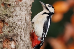 Grote-Bonte-Specht-33_Great-Spotted-Woodpecker_Dendrocopos-major_D9A5545