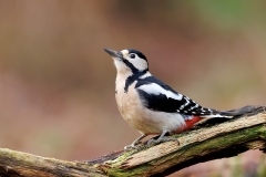 Grote-Bonte-Specht-34_Great-Spotted-Woodpecker_Dendrocopos-major_E8A3334
