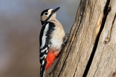 Grote-Bonte-Specht-35_Great-Spotted-Woodpecker_Dendrocopos-major_D9A6240