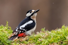 Grote-Bonte-Specht-36_Great-Spotted-Woodpecker_Dendrocopos-major_E8A4945