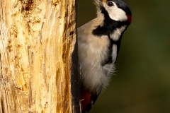 Grote-Bonte-Specht-39_Great-Spotted-Woodpecker_Dendrocopos-major_P5A4923