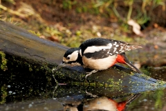 Grote-Bonte-Specht-41_Great-Spotted-Woodpecker_Dendrocopos-major_P5A7983