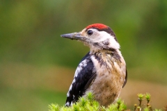 Grote-Bonte-Specht-42_Great-Spotted-Woodpecker_Dendrocopos-major_P5A3876