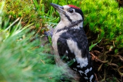 Grote-Bonte-Specht-44_Great-Spotted-Woodpecker_P5A4114