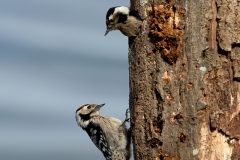Kleine-Bonte-Specht-01_Lesser-Spotted-Woodpecker_Dryobates-minor_Z4T2687