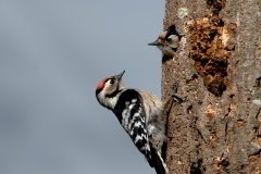 Kleine-Bonte-Specht-02_Lesser-Spotted-Woodpecker_Dryobates-minor_Z4T2864
