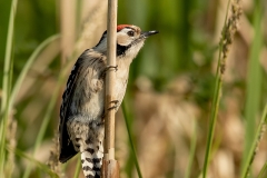 Kleine-Bonte-Specht-09_Lesser-Spotted-Woodpecker_Dryobates-minor_11I7438