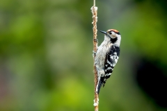 Kleine-Bonte-Specht-10_Lesser-Spotted-Woodpecker_Dryobates-minor_11I7527