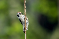 Kleine-Bonte-Specht-11_Lesser-Spotted-Woodpecker_Dryobates-minor_11I7539