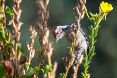 Kleine-Bonte-Specht-15_Lesser-Spotted-Woodpecker_Dryobates-minor_Z4T3692