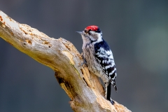 Kleine-Bonte-Specht-17_Lesser-Spotted-Woodpecker_Dryobates-minor_11I8271