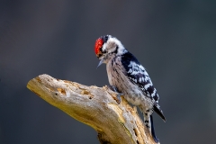 Kleine-Bonte-Specht-18_Lesser-Spotted-Woodpecker_Dryobates-minor_11I8276