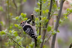 Kleine-Bonte-Specht-20_-Lesser-Spotted-Woodpecker_Dryobates-minor_9E8A0406