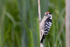 Kleine-Bonte-Specht-23_Lesser-Spotted-Woodpecker_Dryobates-minor_AD9A2649