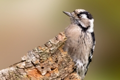Kleine-Bonte-Specht-25_Lesser-Spotted-Woodpecker_Dryobates-minor_P5A3350