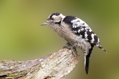 Kleine-Bonte-Specht-26_Lesser-Spotted-Woodpecker_Dryobates-minor_P5A3353