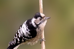 Kleine-Bonte-Specht-27_Lesser-Spotted-Woodpecker_Dryobates-minor_P5A3378