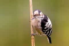 Kleine-Bonte-Specht-28_Lesser-Spotted-Woodpecker_Dryobates-minor_P5A3624