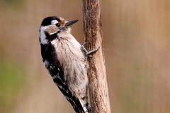 Kleine-Bonte-Specht-30_Lesser-Spotted-Woodpecker_Dryobates-minor_P5A1164