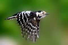 Kleine-Bonte-Specht-31_Lesser-Spotted-Woodpecker_Dryobates-minor_P5A1274