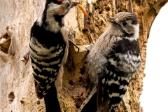 Kleine-Bonte-Specht-32_Lesser-Spotted-Woodpecker_Dryobates-minor_P5A2968