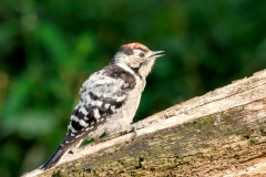 Kleine-Bonte-Specht-34_Lesser-Spotted-Woodpecker_Dryobates-minor_P5A3625