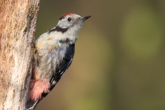 Middelste-Bonte-Specht-01_Middle-Spotted-Woodpecker_-Dendrocoptes-medius_11I3693