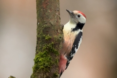 Middelste-Bonte-Specht-02_Middle-Spotted-Woodpecker_-Dendrocoptes-medius_11I4835