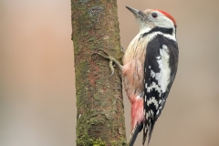 Middelste-Bonte-Specht-03_Middle-Spotted-Woodpecker_-Dendrocoptes-medius_11I4840