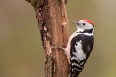 Middelste-Bonte-Specht-04_Middle-Spotted-Woodpecker_-Dendrocoptes-medius_11I4856