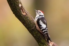 Middelste-Bonte-Specht-05_Middle-Spotted-Woodpecker_-Dendrocoptes-medius_11I4858