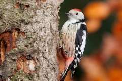 Middelste-Bonte-Specht-06_Middle-Spotted-Woodpecker_-Dendrocoptes-medius_D9A5579