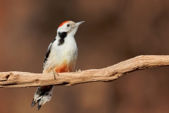 Middelste-Bonte-Specht-11_Middle-Spotted-Woodpecker_-Dendrocoptes-medius_E8A3583