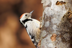 Middelste-Bonte-Specht-13_Middle-Spotted-Woodpecker_-Dendrocoptes-medius_E8A3840