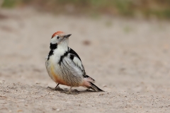 Middelste-Bonte-Specht-14_Middle-Spotted-Woodpecker_-Dendrocoptes-medius_E8A3645