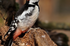 Middelste-Bonte-Specht-17_Middle-Spotted-Woodpecker_-Dendrocoptes-medius_D9A7337