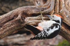 Middelste-Bonte-Specht-20_Middle-Spotted-Woodpecker_-Dendrocoptes-medius_D9A7588