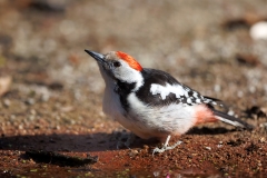 Middelste-Bonte-Specht-24_Middle-Spotted-Woodpecker_-Dendrocoptes-medius_E8A5495