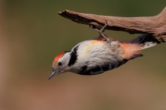 Middelste-Bonte-Specht-26_Middle-Spotted-Woodpecker_-Dendrocoptes-medius_E8A6235