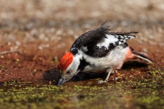 Middelste-Bonte-Specht-29_Middle-Spotted-Woodpecker_-Dendrocoptes-medius_E8A6827